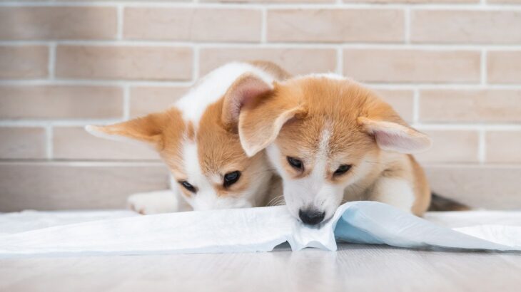 犬がトイレシートを破くのはしつけでやめさせることができる？やめさせることよりも満たしてあげよう！(ブログ)