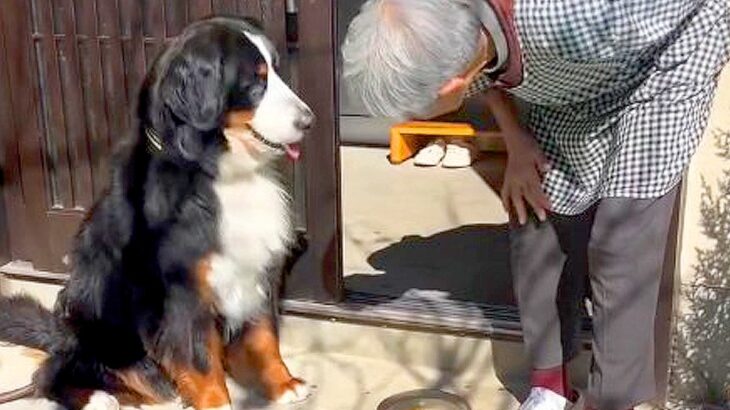 超大型犬が『おばあちゃんっ子』に成長した結果…微笑ましすぎるやり取りが138万再生「登場人物みんな愛おしい」「最強の組み合わせ」(ブログ)