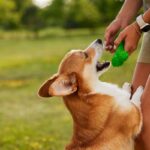 犬が人に飛びかかる『2つのリスク』飛びつき癖を直す方法や主な原因まで(ブログ)