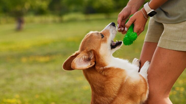 犬が人に飛びかかる『2つのリスク』飛びつき癖を直す方法や主な原因まで(ブログ)