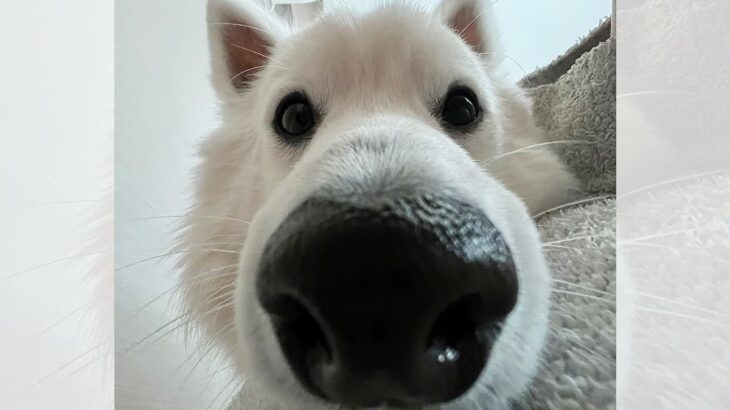 「起きましたね？」覗き込むワンコが可愛すぎ！5.6万人を虜にしたスピッツ犬♡(ブログ)
