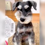 『どういうこと！？』犬にシールを近づけただけなのに…まさかの”アニメのような動き”が56万再生「糸で引っ張ってるみたい」驚きの声(ブログ)