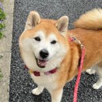 犬が散歩中にお花を見つけた結果→にっこり笑って飼い主さんに教えてくれる姿が「女子力高い」と話題(ブログ)