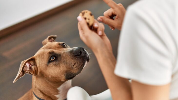 犬の飼い主が思う『困りごと』4選　愛犬との暮らしは楽しいだけじゃない？(ブログ)