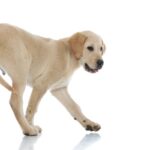 犬の『しっぽの振り方・動かし方』でわかる3つの心理　愛犬の感情を知るために注目すべき点とは(ブログ)