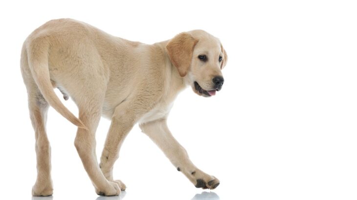 犬の『しっぽの振り方・動かし方』でわかる3つの心理　愛犬の感情を知るために注目すべき点とは(ブログ)