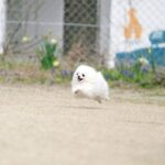 「うきうきで走ってるポメラニアン」の可愛い姿が12.5万いいねを集める！「綿毛の天使」「飛んでるね」(ブログ)