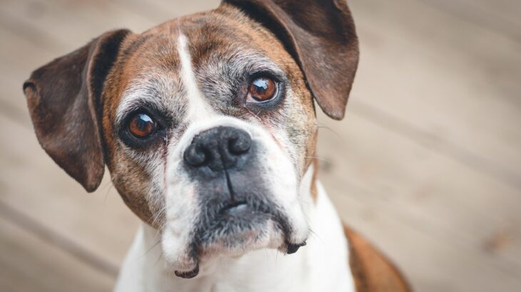 シニア犬にとって『快適な部屋』とは？安全な環境作りの秘訣をご紹介(ブログ)