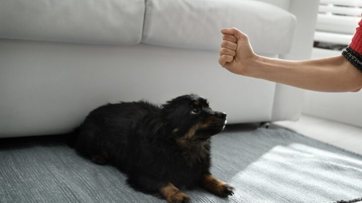 犬にしてはいけない『NG態度』5選　愛犬に影響を及ぼす飼い主の無神経な行動とは？(ブログ)