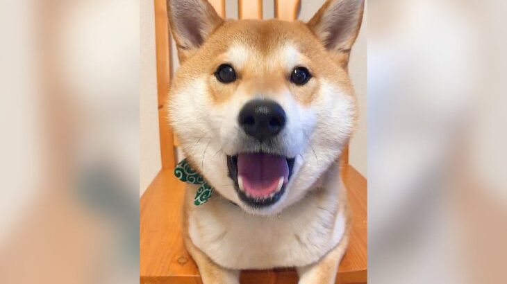 おしゃべり上手な犬が全力でおねだりしたら…可愛すぎる光景に11万5000人が悶絶「こんなの無視できん」「めっちゃ喋ってる」(ブログ)