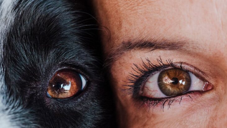 犬の目はどれくらい見えている？人と比べたときの見え方や視力低下の症状まで(ブログ)