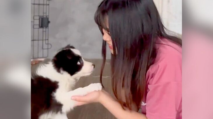 生後2ヵ月の子犬が『天才過ぎた』結果…驚きのスゴ技連発が207万再生「俺より賢い」「教える力も凄すぎる」驚きと賞賛のコメント集まる(ブログ)