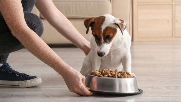 犬の寿命を縮めてしまう『ご飯の食べさせ方』３選…与えるときのタブーと意識すべきポイントとは(ブログ)