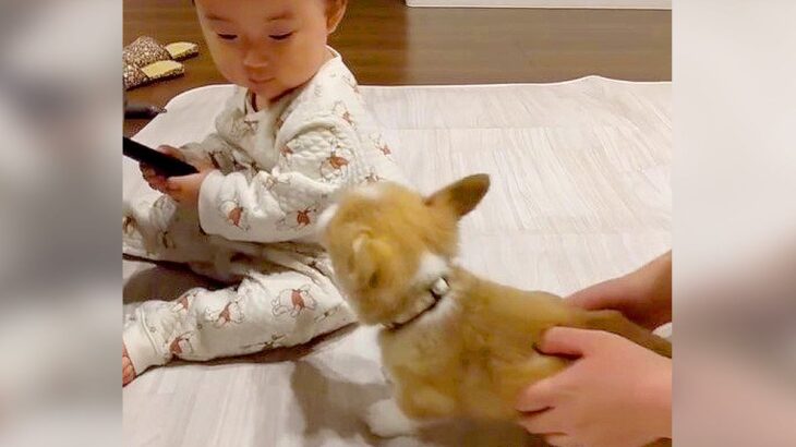 子犬が赤ちゃんを遊びに誘った結果…尊すぎる光景が717万再生を突破「温度差に笑った」「素敵な関係になれそう」賞賛と感動の声続々(ブログ)