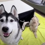 こたつを片付けるの？…反対するわんにゃんの抗議が止まらない「拒否する姿が可愛すぎる」「こたつはみんなの宝物」(ブログ)