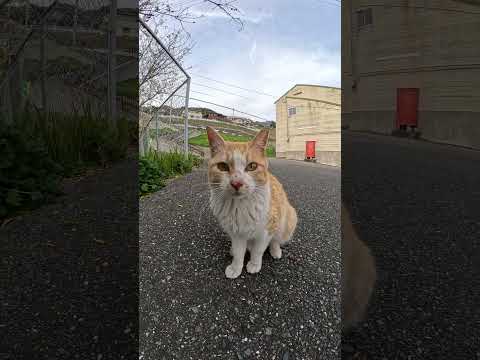 茶シロ猫と灰シロ猫が桜を眺める #ネコ #cat #野良猫(YouTube)
