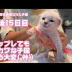 ゲップも激カワな子猫もう大変です ´艸｀  母猫に育児放棄された子猫  生後15日目   2024 04 16 2(YouTube)