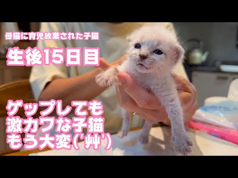 ゲップも激カワな子猫もう大変です ´艸｀  母猫に育児放棄された子猫  生後15日目   2024 04 16 2(YouTube)
