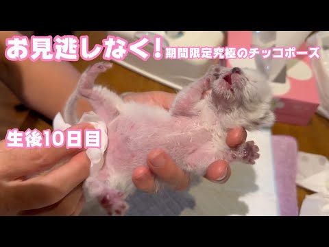 お見逃しなく！期間限定究極のチッチポーズですよ～  2024 04 11 1(YouTube)