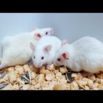 遂にこのマウスの繁殖を始めます(YouTube)