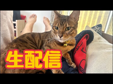 【生配信4/28】急に暑くなってお疲れの体に猫が効きますよ？生配信(YouTube)