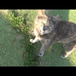 帰って来たら嬉しそうに何かを報告してくる猫(YouTube)