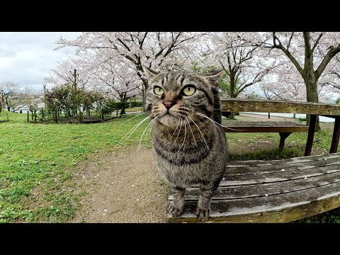 「桜だけじゃなくて僕を見て！」と甘えてくるキジトラ猫(YouTube)