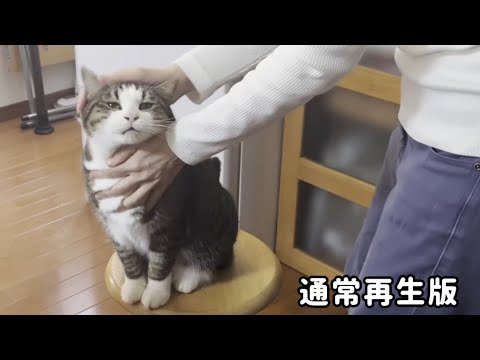 通常再生版 ホットケーキを作るお母さんに「撫でて」と鳴く猫(YouTube)