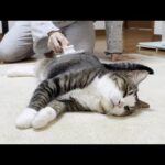 お母さんと娘に交互に可愛がってもらうあざとい猫(YouTube)
