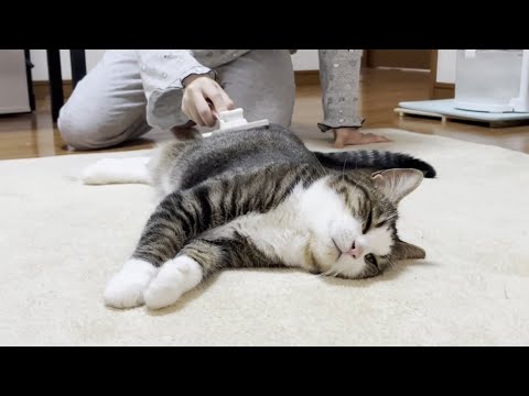 お母さんと娘に交互に可愛がってもらうあざとい猫(YouTube)