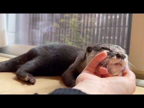 なかなか飼い主の思い通りにはいかないカワウソと猫 An otter and a cat that don’t quite get their way(YouTube)