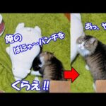 楽しそうな子猫達を見て自分も交じろうとするボス猫パパでしたが‥【仲良し子猫姉妹の成長記録】(YouTube)