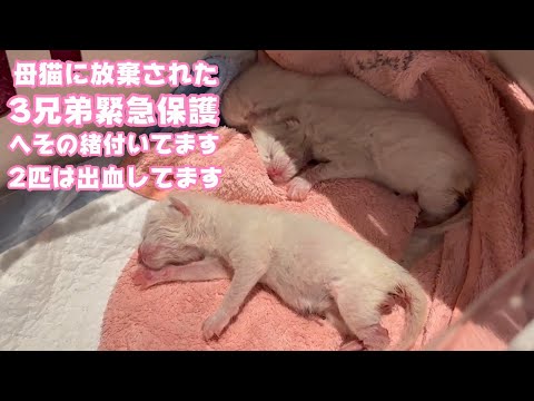 母猫が放棄した3兄弟を緊急保護 状態はあまり良くありません  2024 04 03 2(YouTube)