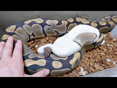 とんでもない体格差で交尾するニシキヘビ(YouTube)