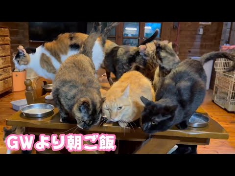 ゴールデンウィークですが朝ご飯が命です 毎日リゾートな猫達との生活  2024 04 27 1(YouTube)
