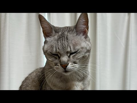 突然のお昼まったり配信！(YouTube)