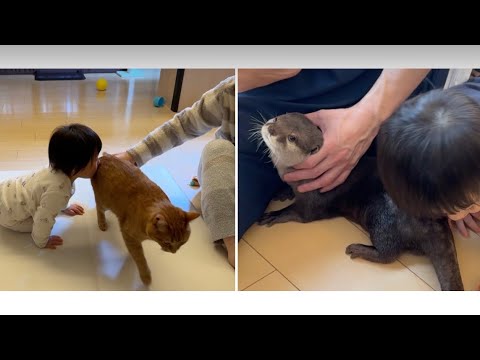 赤ちゃんにぎゅーっとされた時のカワウソの場合と猫の場合 Otter and cat hugged by baby(YouTube)