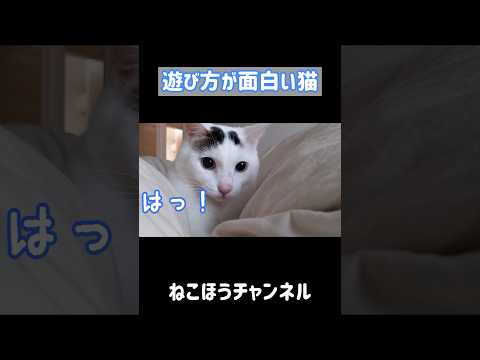 遊び方がちょっと変な猫w #shorts(YouTube)