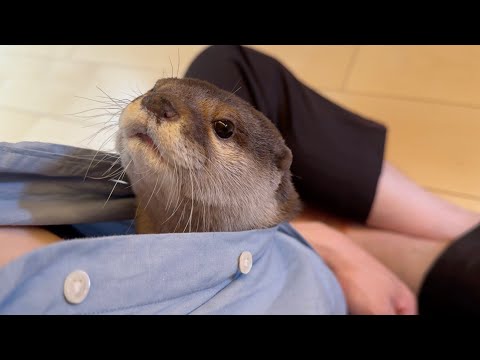 ついに飼い主の服の中で衣食住が完結しそうなカワウソ An otter who seems to complete his food and clothing in my clothes.(YouTube)