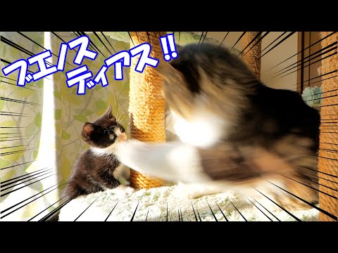 子猫達が登って来て大はしゃぎで拳を繰り出すボス猫パパとすぐに落下してしまう子猫達🐈🐈【仲良し子猫姉妹の成長記録】(YouTube)