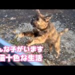 十人十色 いや50猫50色な生活  2024 04 30 1(YouTube)