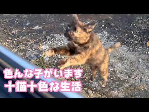 十人十色 いや50猫50色な生活  2024 04 30 1(YouTube)