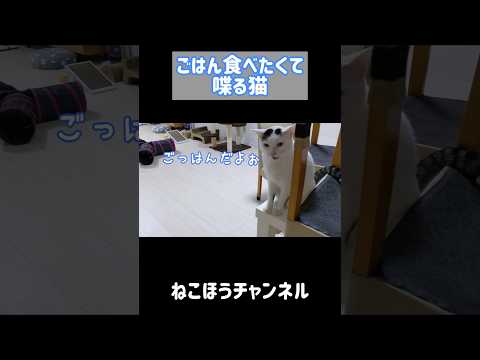 ご飯食べたくて「ダメ？」と喋る猫 #shorts(YouTube)