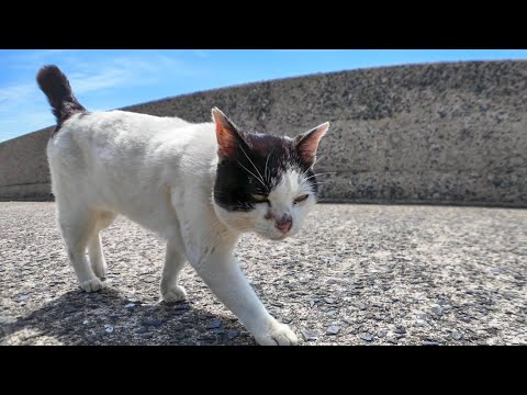 猫島の白黒猫ちゃん「ニャーーーん」トコトコゴロン(YouTube)