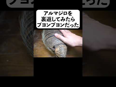 アルマジロを裏返してみたらブヨンブヨンだった(YouTube)
