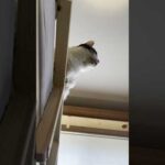 見上げる豆大福から聞こえる鳴き声がまたかわいい(YouTube)