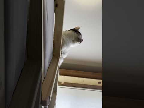 見上げる豆大福から聞こえる鳴き声がまたかわいい(YouTube)