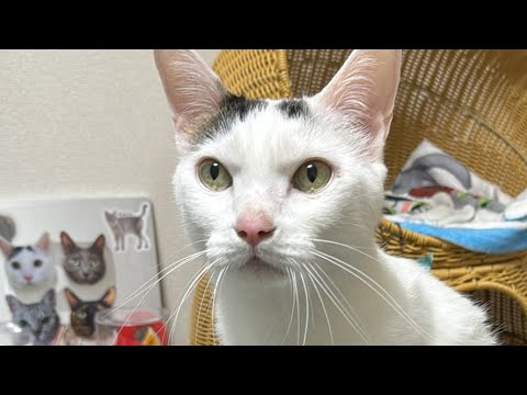 お昼の荒ぶる猫配信！(YouTube)