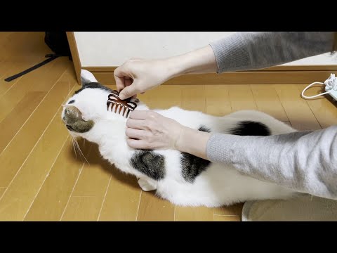 ヘアクリップを使った斬新な方法で猫の爪を切った結果・・・(YouTube)