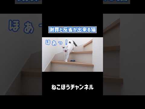 日本語で謝罪と反省が出来る天才猫 #shorts(YouTube)